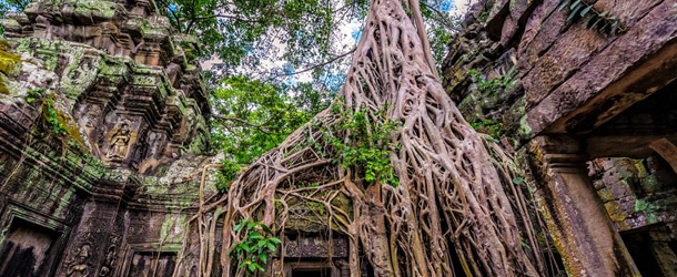 angkor-wild-ta-phrom-